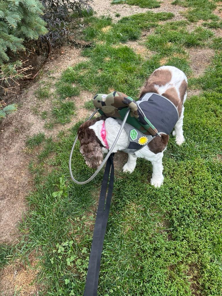 Life with dogs